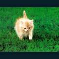 cats-dogs-34.jpg
