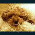 cats-dogs-35.jpg