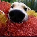 cats-dogs-37.jpg