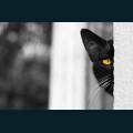 cats-dogs-39.jpg