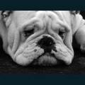 cats-dogs-40.jpg