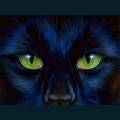 cats-dogs-42.jpg