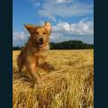 cats-dogs-44.jpg