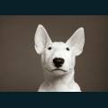 cats-dogs-46.jpg