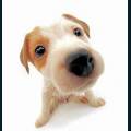 cats-dogs-48.jpg