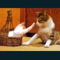 cats-dogs-49.jpg