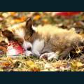 cats-dogs-50.jpg
