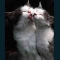 cats-dogs-51.jpg