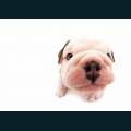 cats-dogs-52.jpg