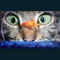 cats-dogs-53.jpg