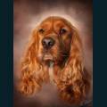 cats-dogs-55.jpg