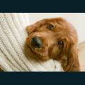 cats-dogs-56.jpg