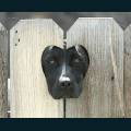 cats-dogs-58.jpg