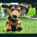 cats-dogs-59.jpg