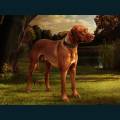 cats-dogs-61.jpg