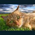 cats-dogs-62.jpg