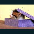 cats-dogs-64.jpg