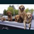 cats-dogs-65.jpg