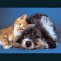 cats-dogs-66.jpg