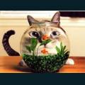 cats-dogs-69.jpg