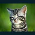 cats-dogs-72.jpg