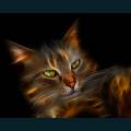 cats-dogs-74.jpg