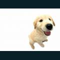 cats-dogs-75.jpg
