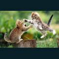 cats-dogs-76.jpg