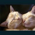 cats-dogs-78.jpg