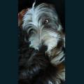 cats-dogs-79.jpg