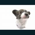 cats-dogs-80.jpg