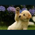 cats-dogs-82.jpg