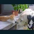 cats-dogs-86.jpg