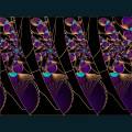 fractal--195.jpg