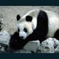 Oriental-04.jpg