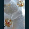 Oriental-106.jpg