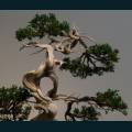 Oriental-11.jpg