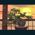 Oriental-59.jpg