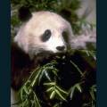 Oriental-89.jpg