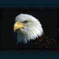patriotic16.jpg