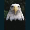 patriotic65.jpg
