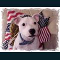 patriotic66.jpg