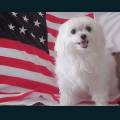 patriotic78.jpg