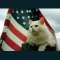 patriotic85.jpg