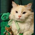 st-patty-15.jpg