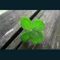 st-patty-19.jpg