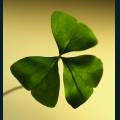 st-patty-5.jpg