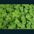 st-patty-55.jpg