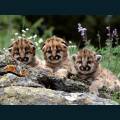 wildlife-01.jpg