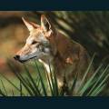 wildlife-02.jpg